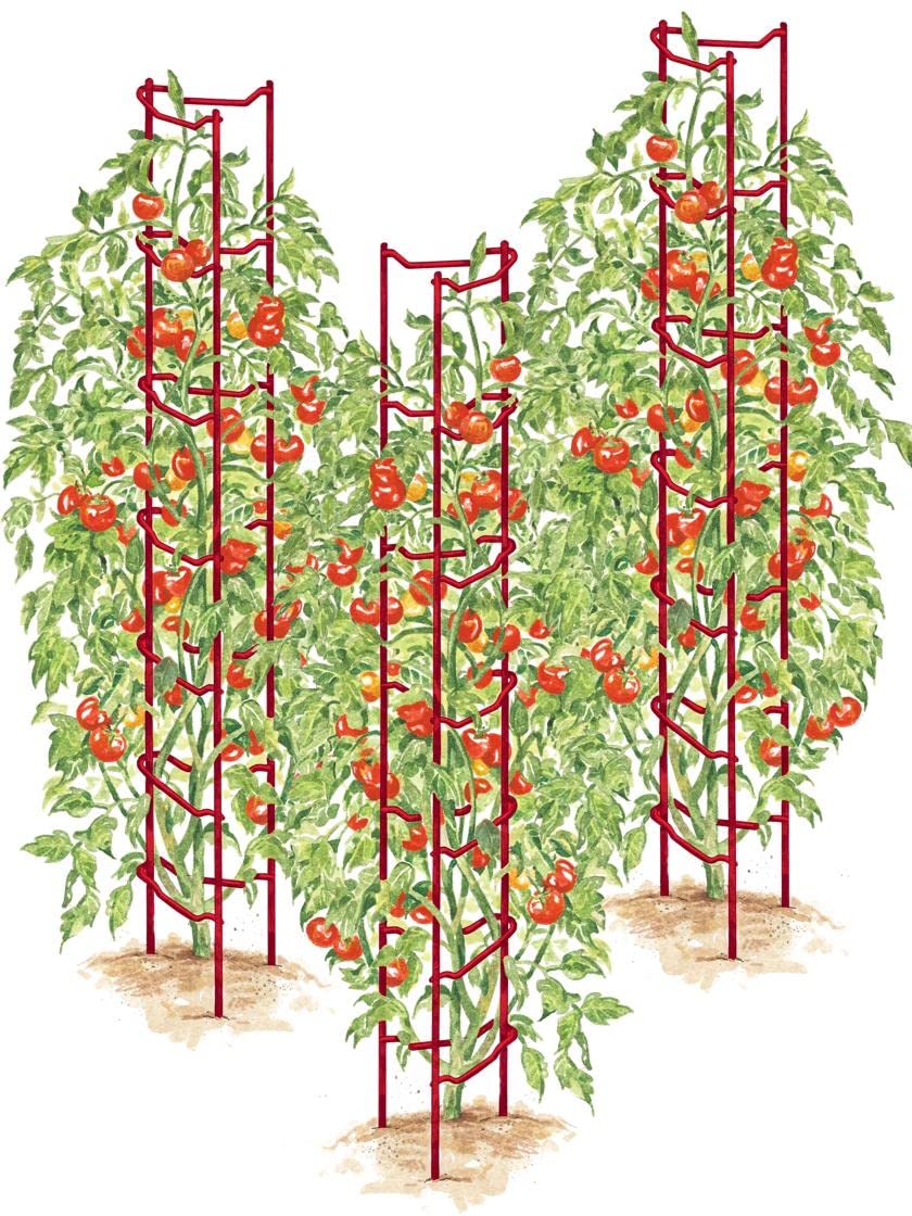 Gardeners Supply Company Red Tomato Ladders | Heavy Gauge Sturdy Garden Plants Support for Tomatoes and Other Climbing Plants | No Assembly Needed | Set of 3