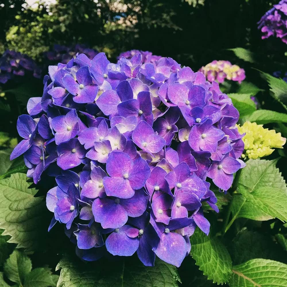 20pcs paarse Hortensia Zaden sterk aanpassingsvermogen meerjarige struik niet veel Zorg nodig geschikt voor tuin en binnenplaats planten