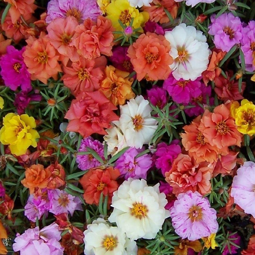 Flower Portulaca Grandiflora Double Mix appx 30 Seeds Moss Rose