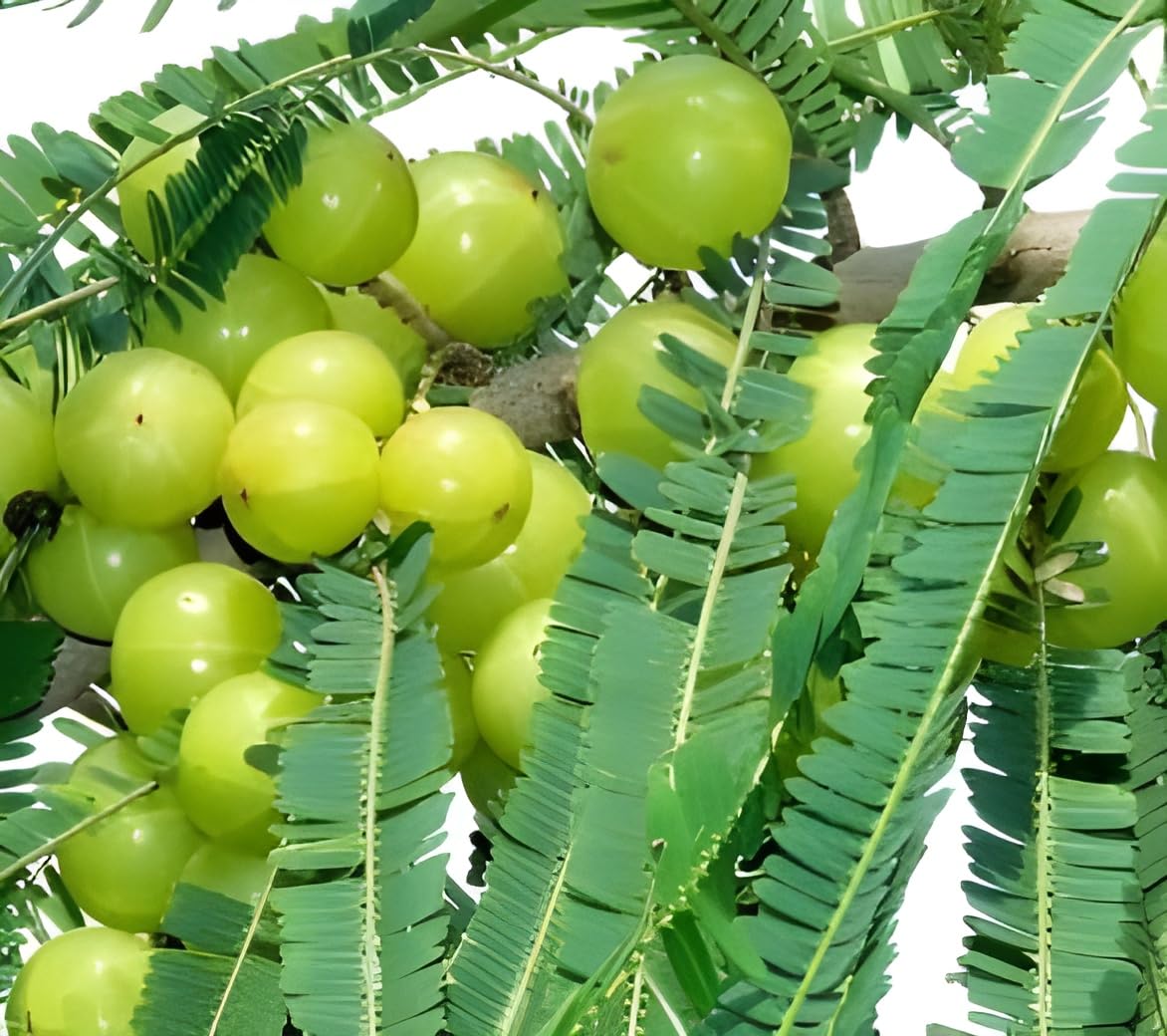 Green view "Bhumi Amla "Clone tyep hybrid - 1 Healthy Live Super Yielding Early Fruting Bhumi Amla Fruit Plant' 1-1.5 Ft Height in Nursery Grow Bag for Home Garden