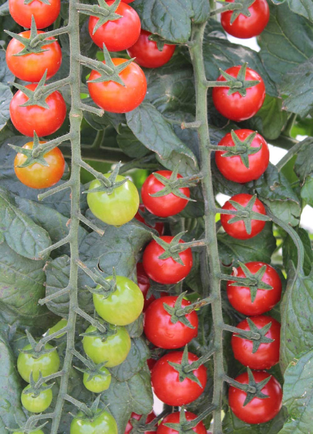 PREMIER SEEDS DIRECT VEGETABLE TOMATO CHERRY SWEET MILLION F1-20 FINEST SEEDS