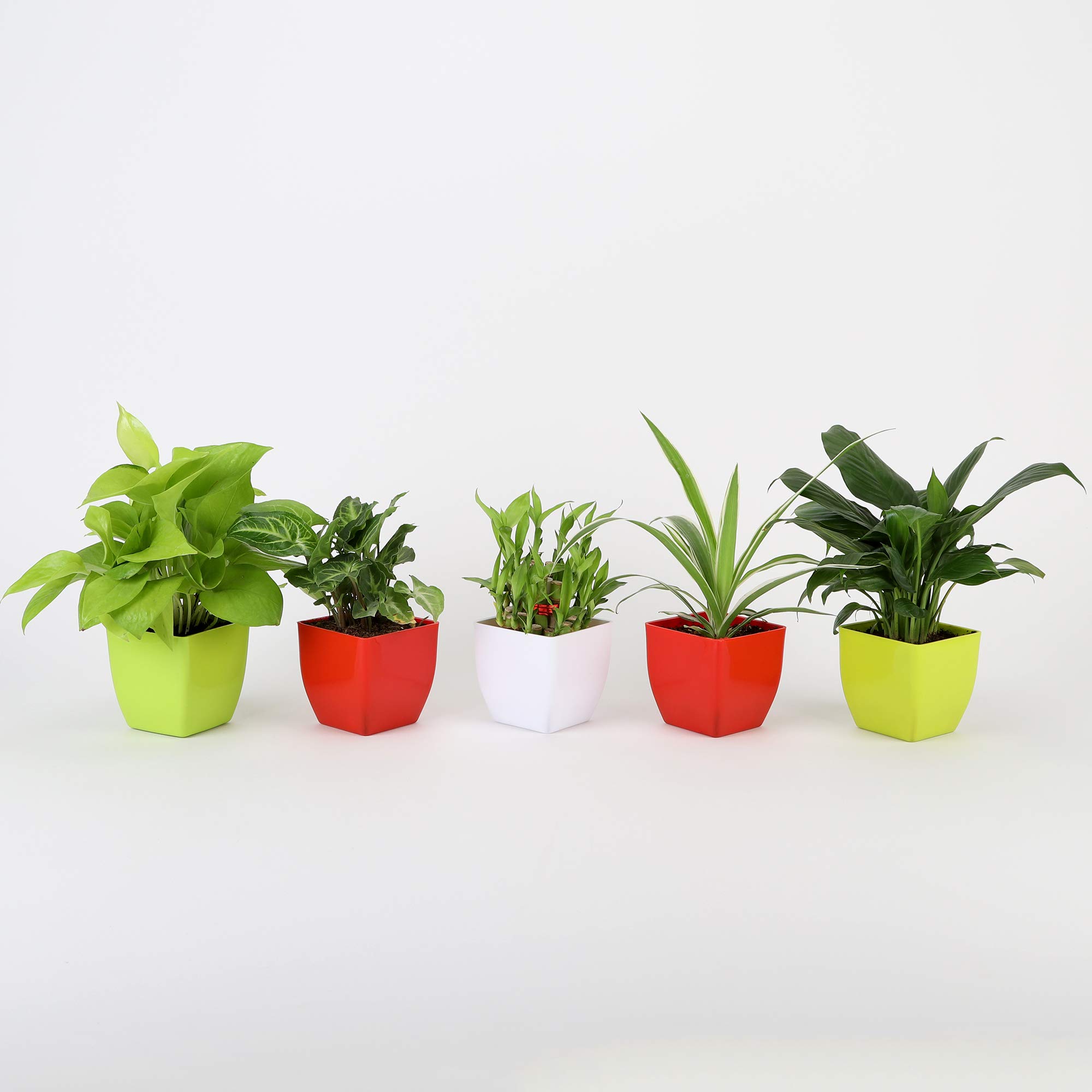 Ferns 'N' Petals Combo of Good Luck Golden Money Plant, Syngonium Plant, 2 Layer Lucky Bamboo Plant, Spider Plant and Peace Lily Plant Live Indoor Red, Green & White Plastic Pot 3 X 3 Inches