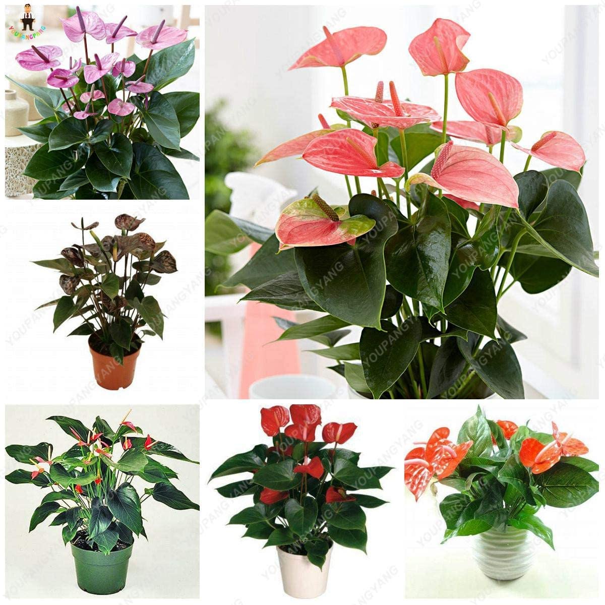 SVI Fresh 100pcs Anthurium Flower Seeds for Planting Purple