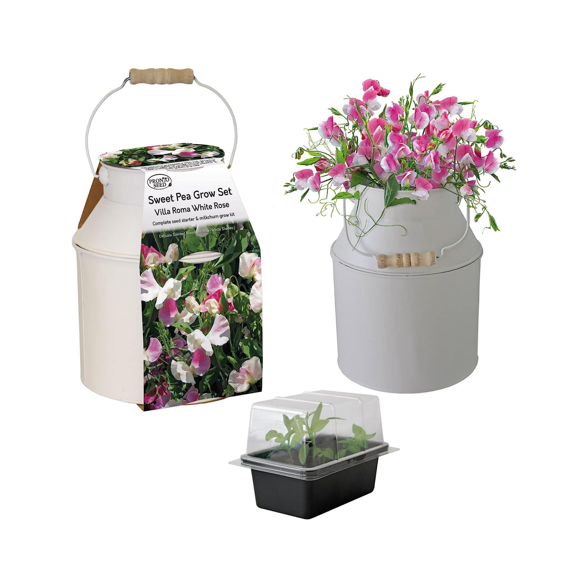 pronto seed Sweet Pea Flower Growing Kit with Decorative Milk Churn Planter - Gardening Set with Seeds, Soil & Container, Compact Villa Roma Variety for Windowsills (Sweet Pea - Milk Churn Planter)