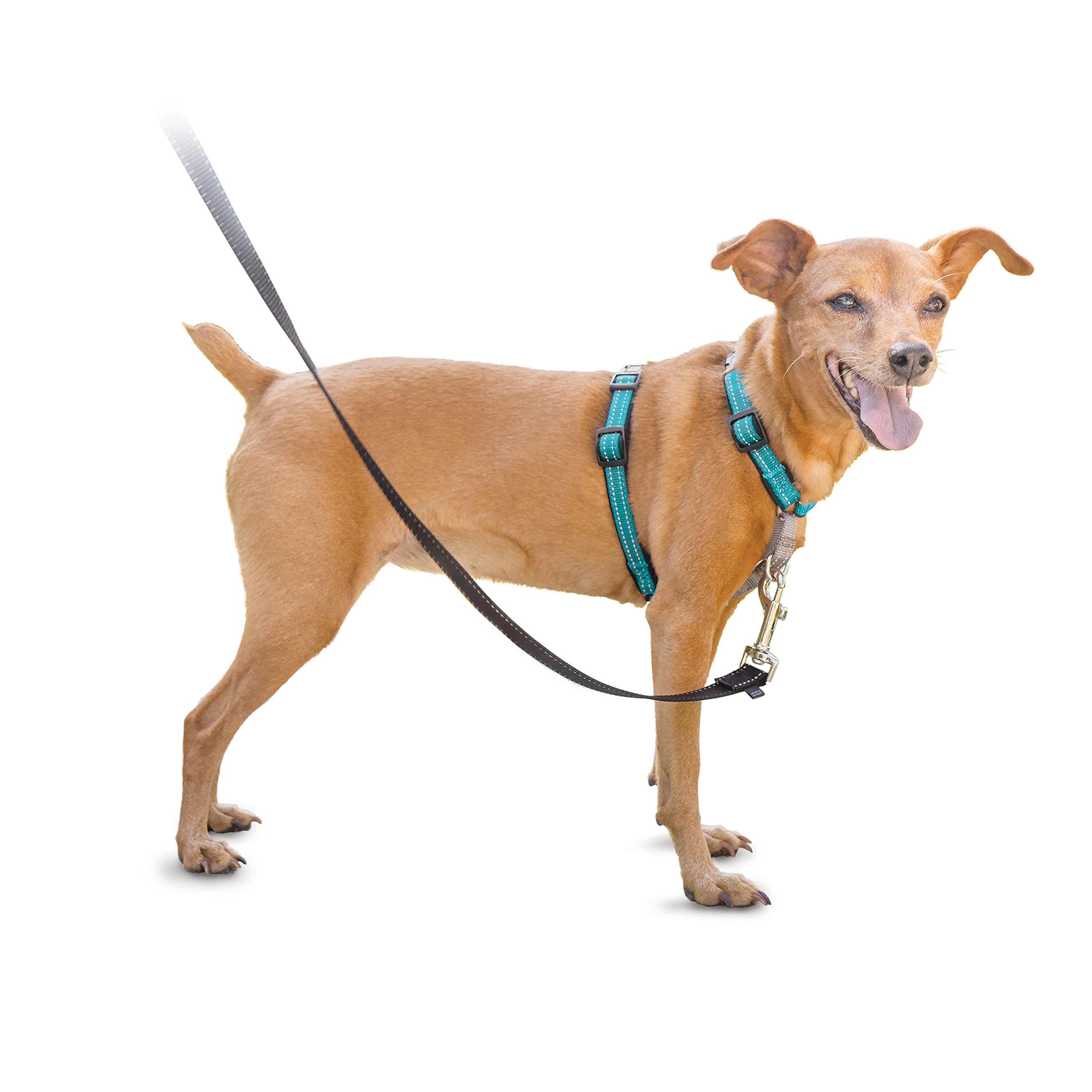 PetSafe 3 in 1 Dog Harness - No Pull Solution for Dogs Reflective Front D-Ring Clip Helps Stop Pulling Comfortable Padded Straps Top Handle Enhances Control Teal Extra Small