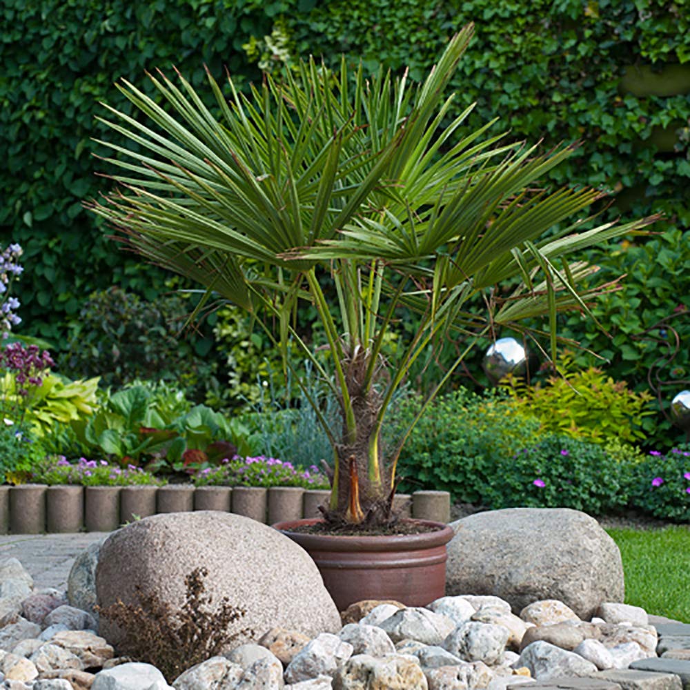 Trachycarpus Fan Palms in a 18cm Pot 50-55cm Tall (Pack of 2)