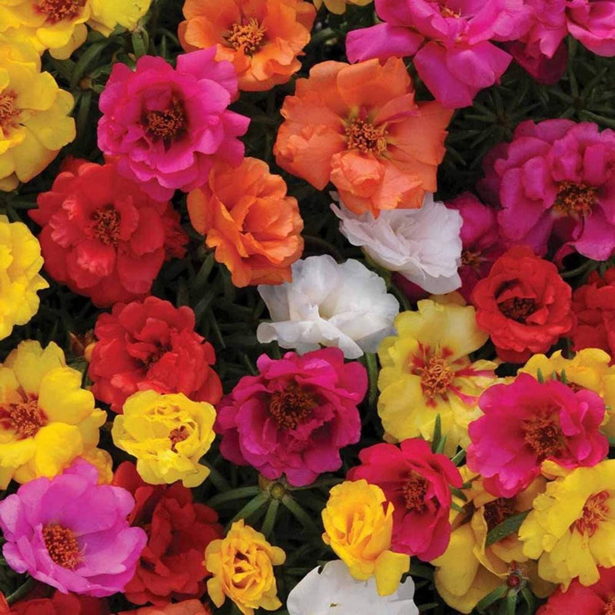 500 Portulaca Grandiflora Double Mix Seeds - Mixed Colour Double Flowers - 500 Seeds