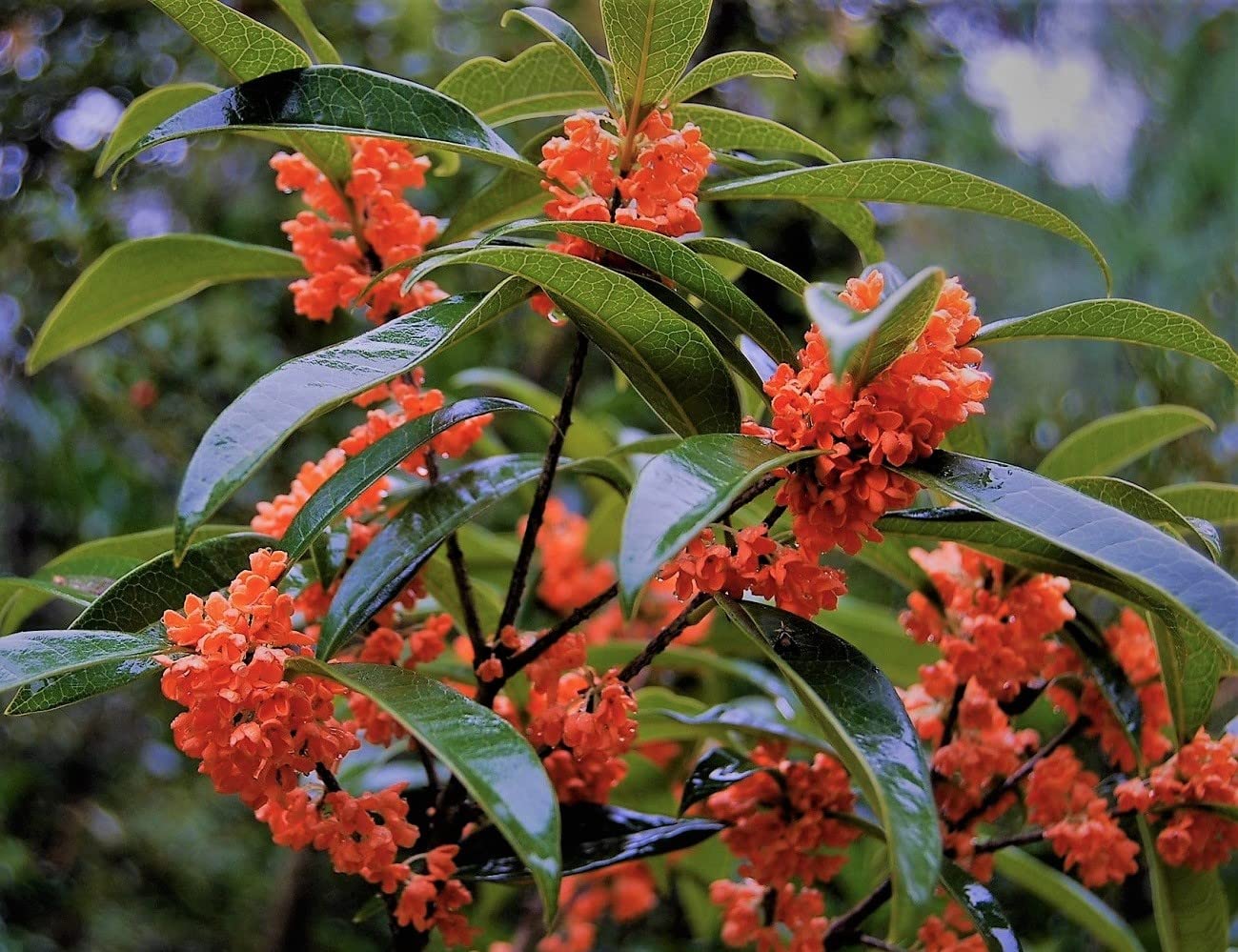 New Life Nursery & Garden / - Red Flowering Fragrant Tea Olive (osmanthus), Quart Pot,