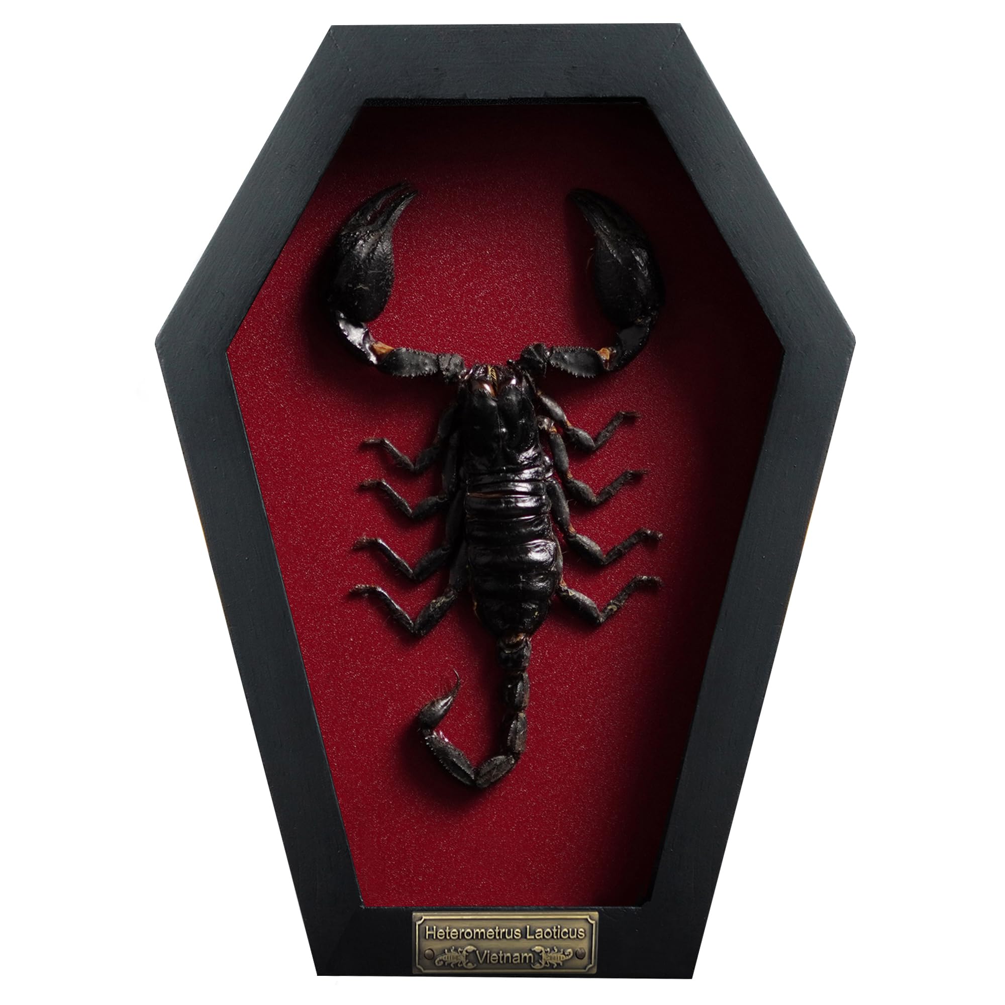 Real Large Scorpion Beetle Coffin Red Frame Dried Specimen Gothic Decor Taxidermy Gift Entomology Curiosities Crystal Shelf Shadow Box Display Oddity Hanging Display Table Wall Home Decor CF18-51-DO