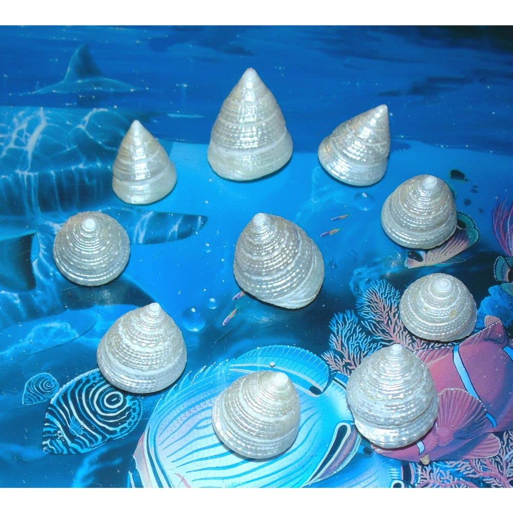 Ten (10) Pearl Tectus Stellatus Sea Shells 1-1/4 to 1-1/2 Beach Decor Craft