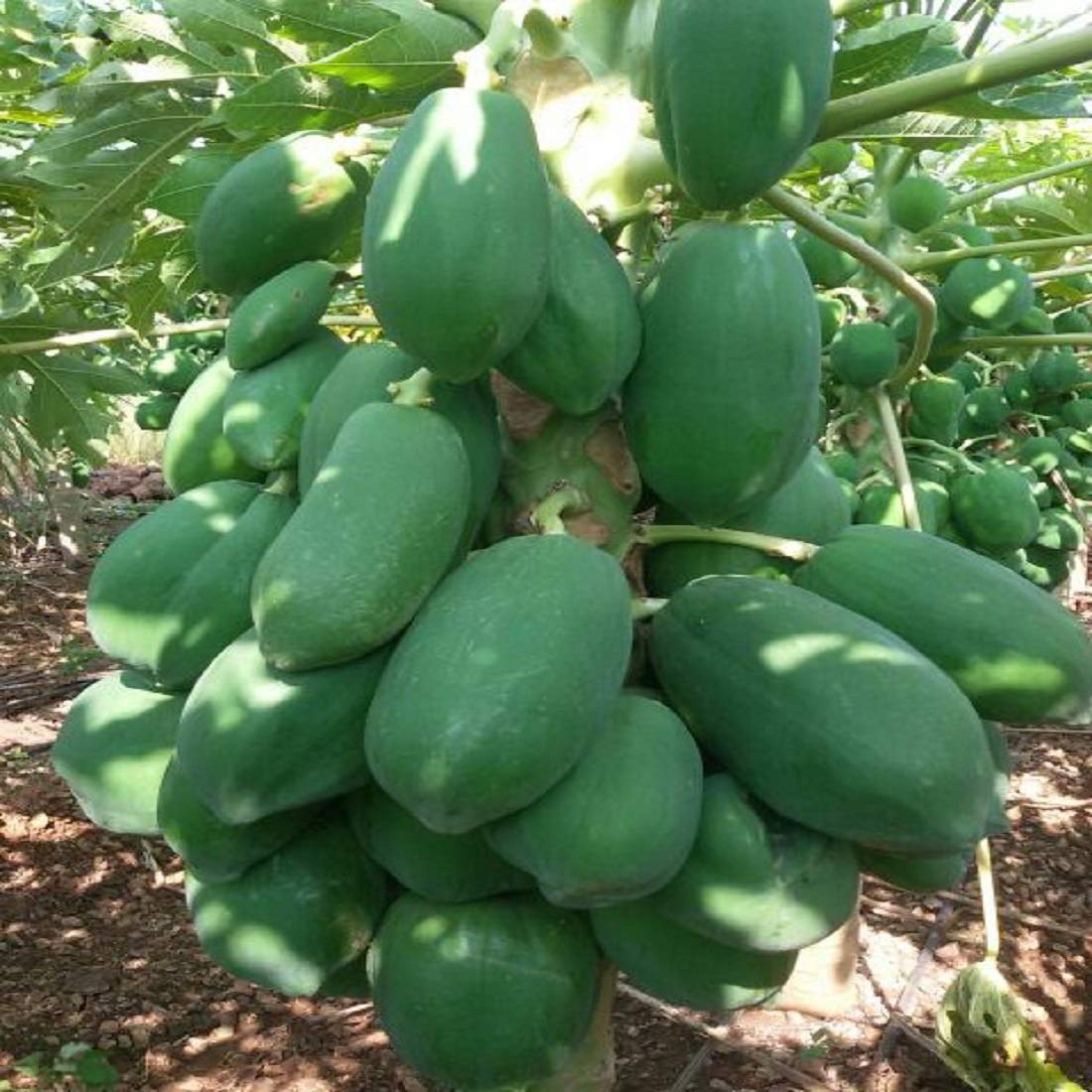 Syed Garden Green berry papaya seed (pack of 20 seed)