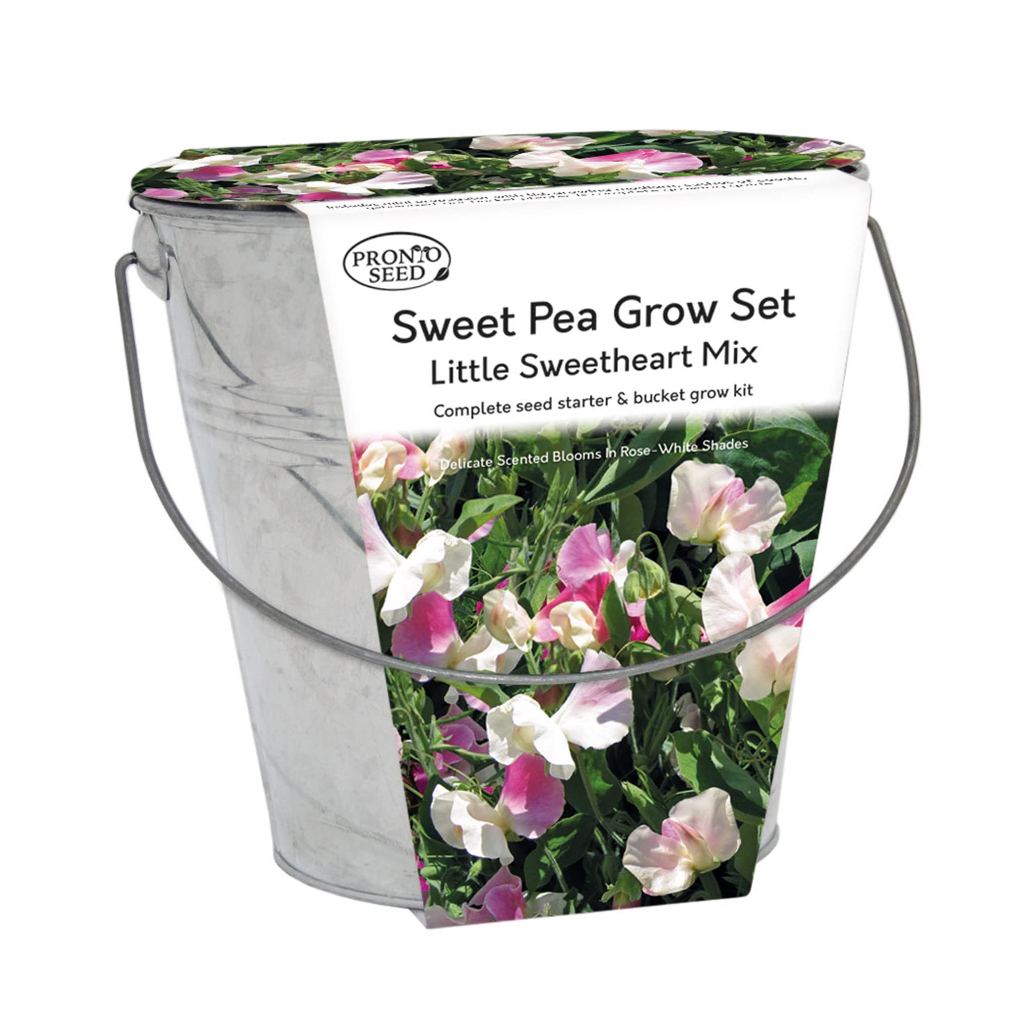 Pronto Seed Sweet Pea Little Sweetheart Mixed Flower Seeds Grow Your Own Flowers Kit with Decorative Galvanised Bucket Planter Gardening Gifts for Women and Men