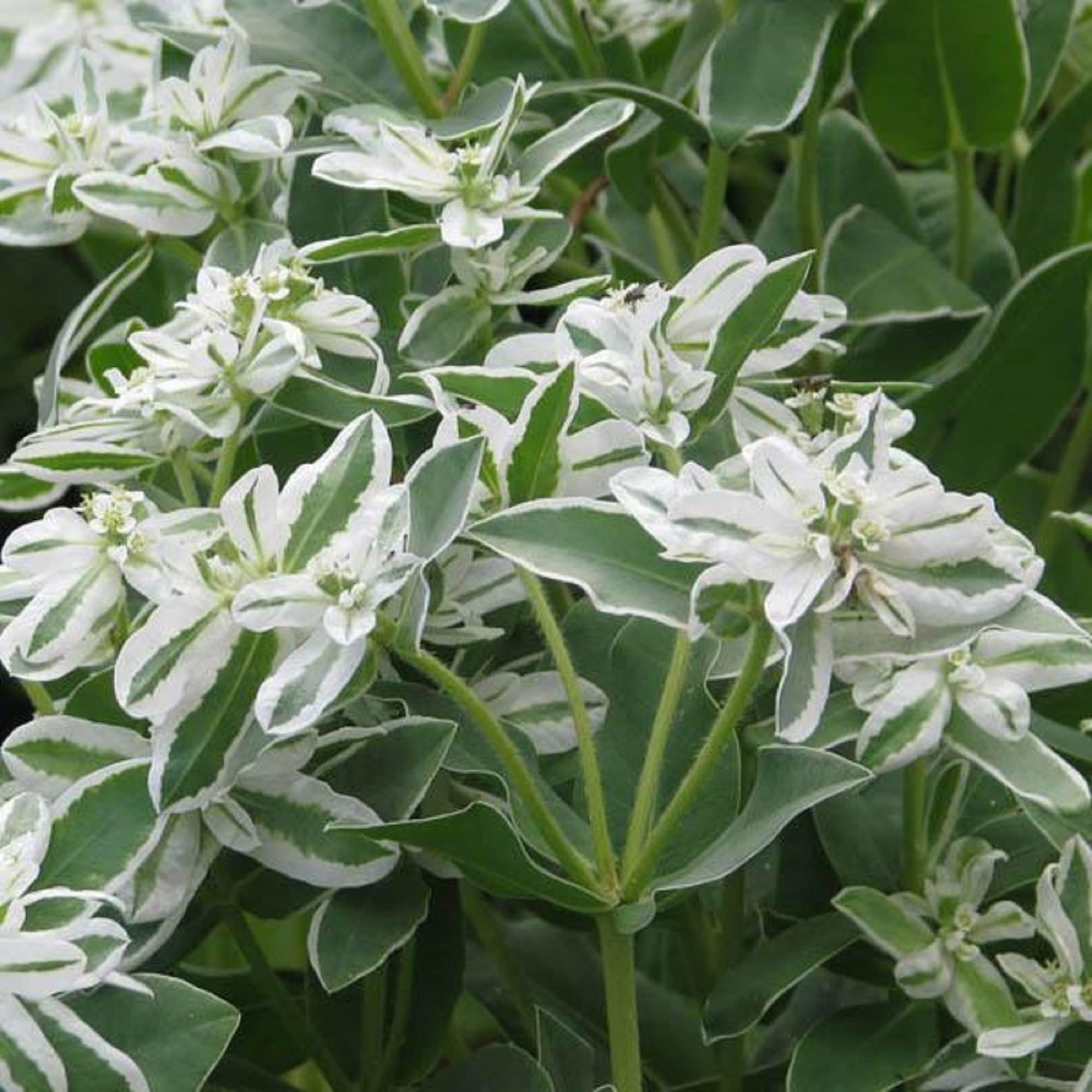 CHUXAY GARDENEuphorbia Marginata Seed 25 Seeds Snow On The Mountain Rare Most Popular Euphorbia Excellent Addition to Garden Beautiful Potted Plants