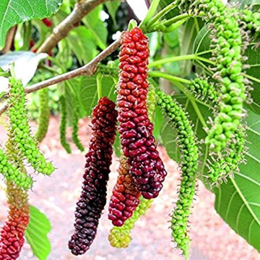 Malberry Fruit,Hybrid Malberry All time Malberry Fruit Tree home Garden Live Plant