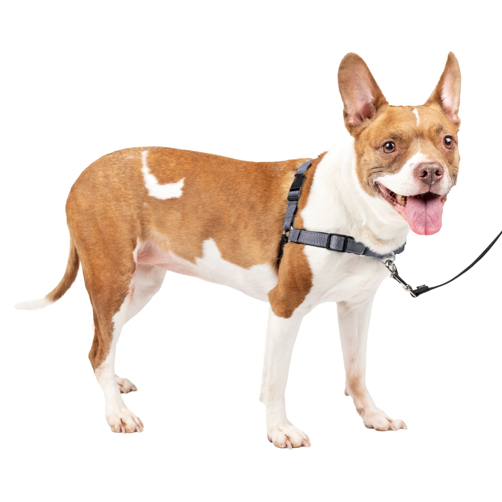 PetSafe Easy Walk Deluxe Dog Harness, No Pull Dog Harness – Perfect for Leash & Harness Training – Stops Pets from Pulling and Choking on Walks – Medium, Steel