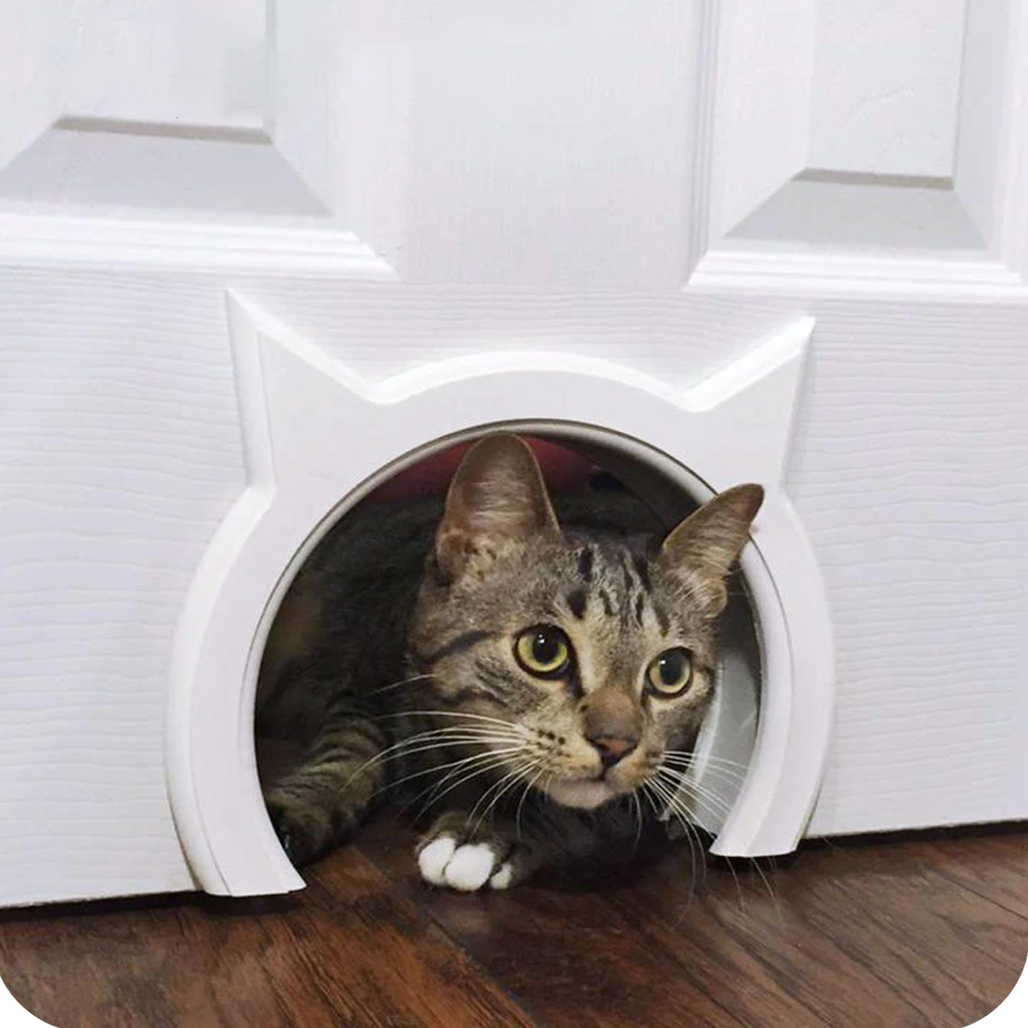 Interior cat Door - let Your cat in and Out of Closed Doors, Secure pet Proof gate Latch - for Cats up to 21 lbs