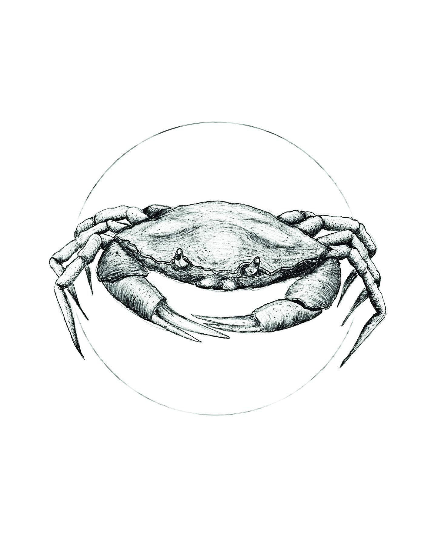 Komar Wall Picture Crab White Poster Picture Living Room Bedroom Decoration Art Print Without Frame P080A-40x50 Size 40 x 50 cm (Width x Height)