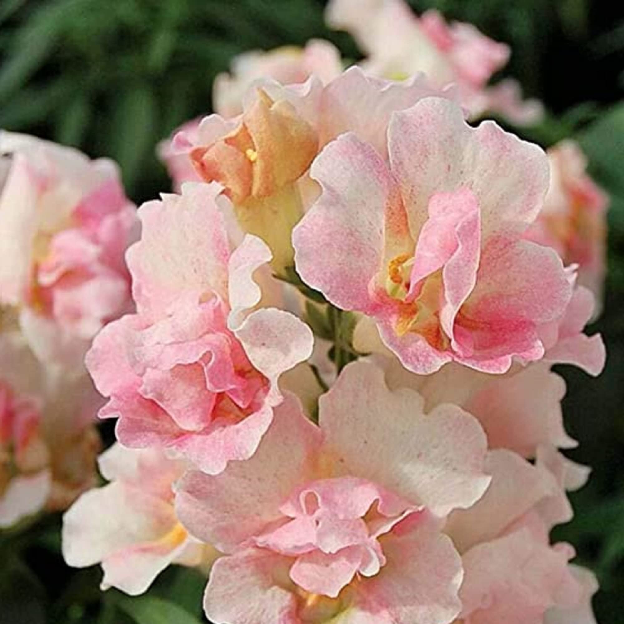 CHUXAY GARDEN 200 Seeds Snapdragon 'Admiral Pink Bicolor',Northern Lights Dragon Flowers,Snapdragons,Linaria Maroccana Flowering Plant Light Pink Flower Graet for Garden