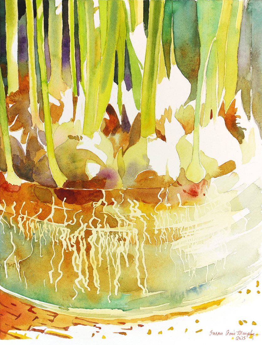 Susan Avis Murphy Rooting Tulip Bulbs, Giclee Print of a Still Life Watercolor Painting, Picture of Plant Roots in a Glass Vase, 10 X 13 Inches