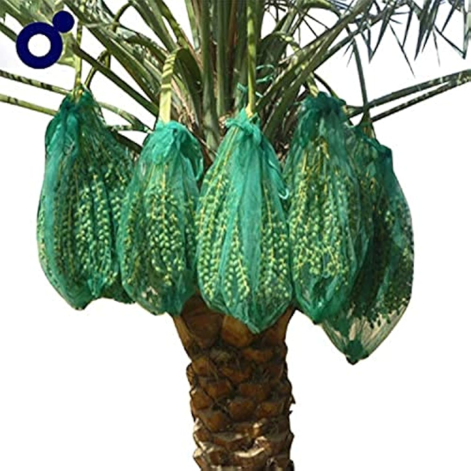 Mono Date Palm Bag (70cm x 50cm)