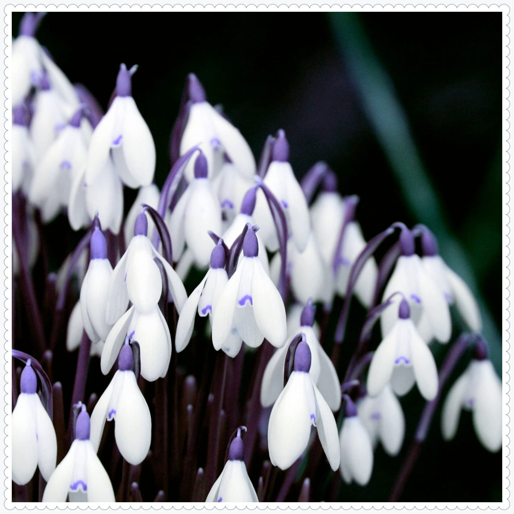 Double Snowdrops Roots/Natural Organic/Wedding Flowers/Greening Flower/Cut Flowers/Good for Containers-5 Bulbs,D