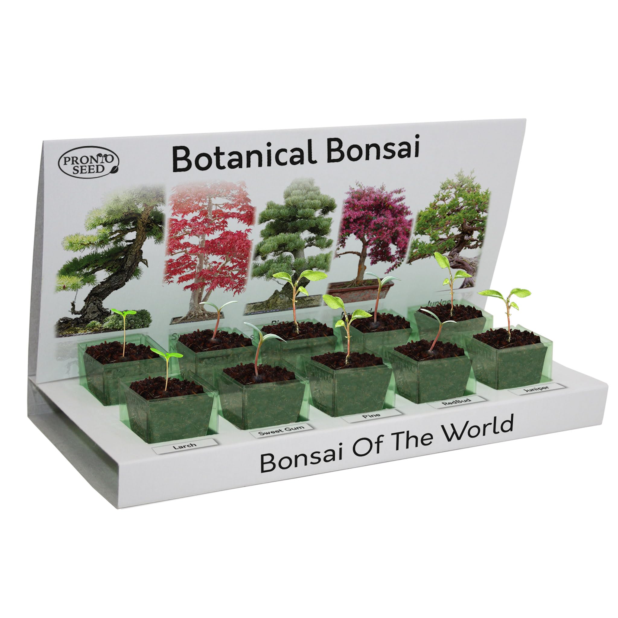 Pronto Seed Grow Your Own Bonsai Tree Kit with 5 Bonsai Seeds Varieties - Indoor Growing Set with Sustainable Packaging Display - Gift for Women, Men - Beginner-Friendly (Bonsai Kit)