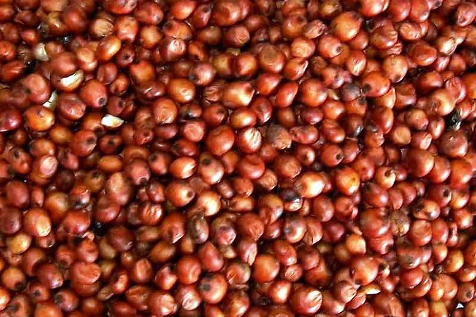 5 LBs of Organic Milo - Red Sorghum USDA Certified Organic, Non-GMO, Perfect for Mushroom Growers