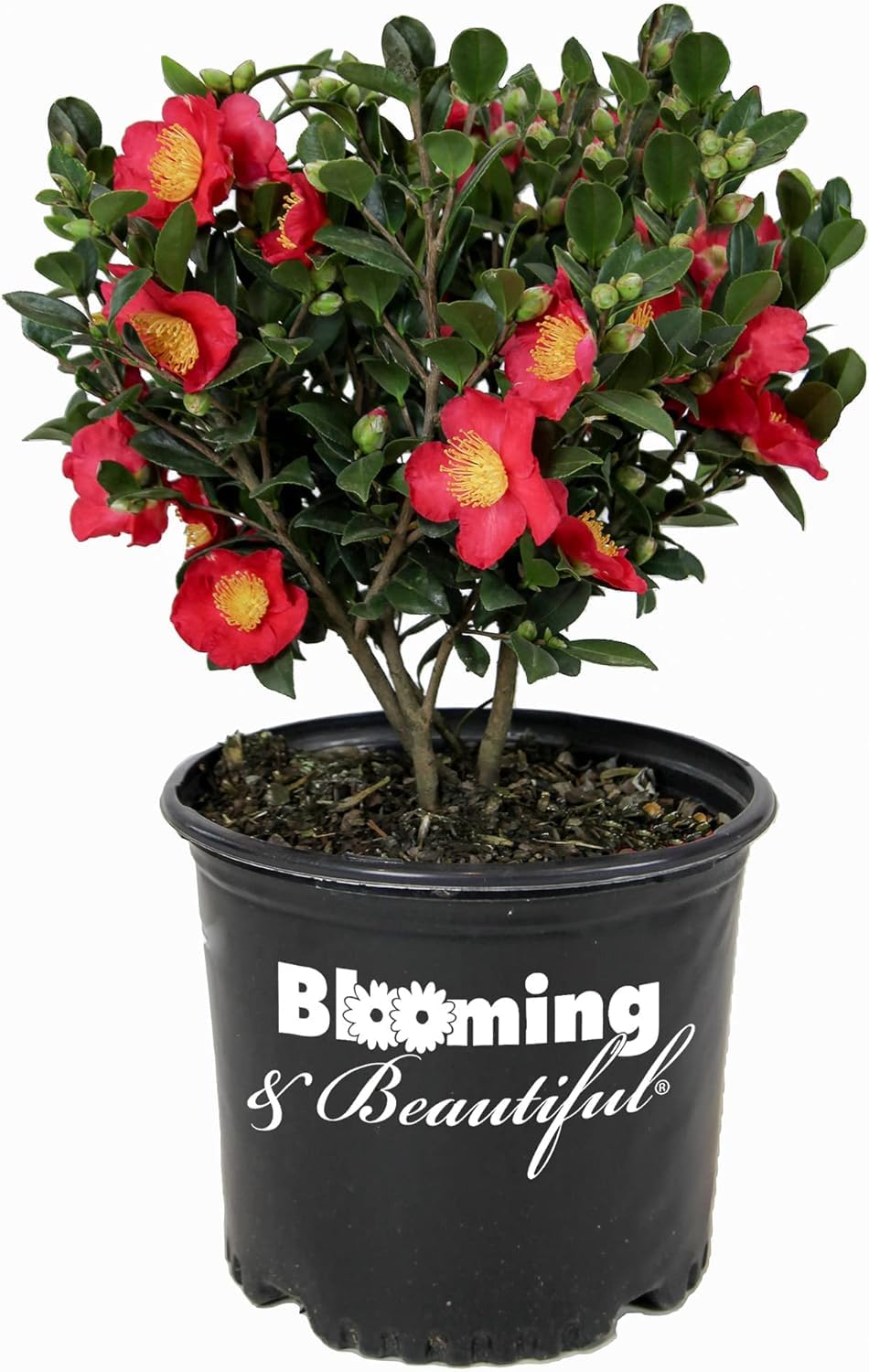 Yuletide Camellia - 3 gal - Evergreen Shrub - Red Flowers with Bright Yellow Stamens - Fall Winter Bloom - Zones 7-10 - Camellia Sasanqua 'Yuletide' - 3 Gallon Pot