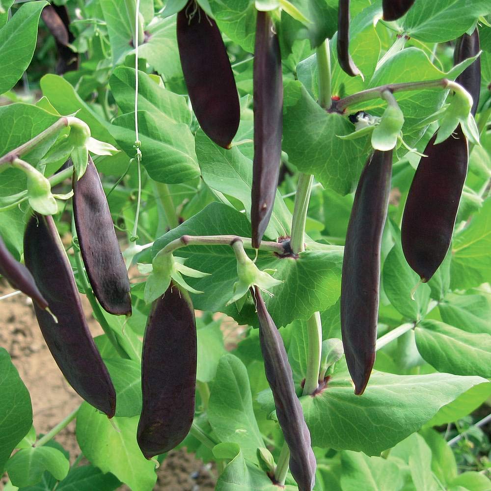 Mangetout Shiraz Hardy Annual (10 Seeds) by Thompson and Morgan Purple