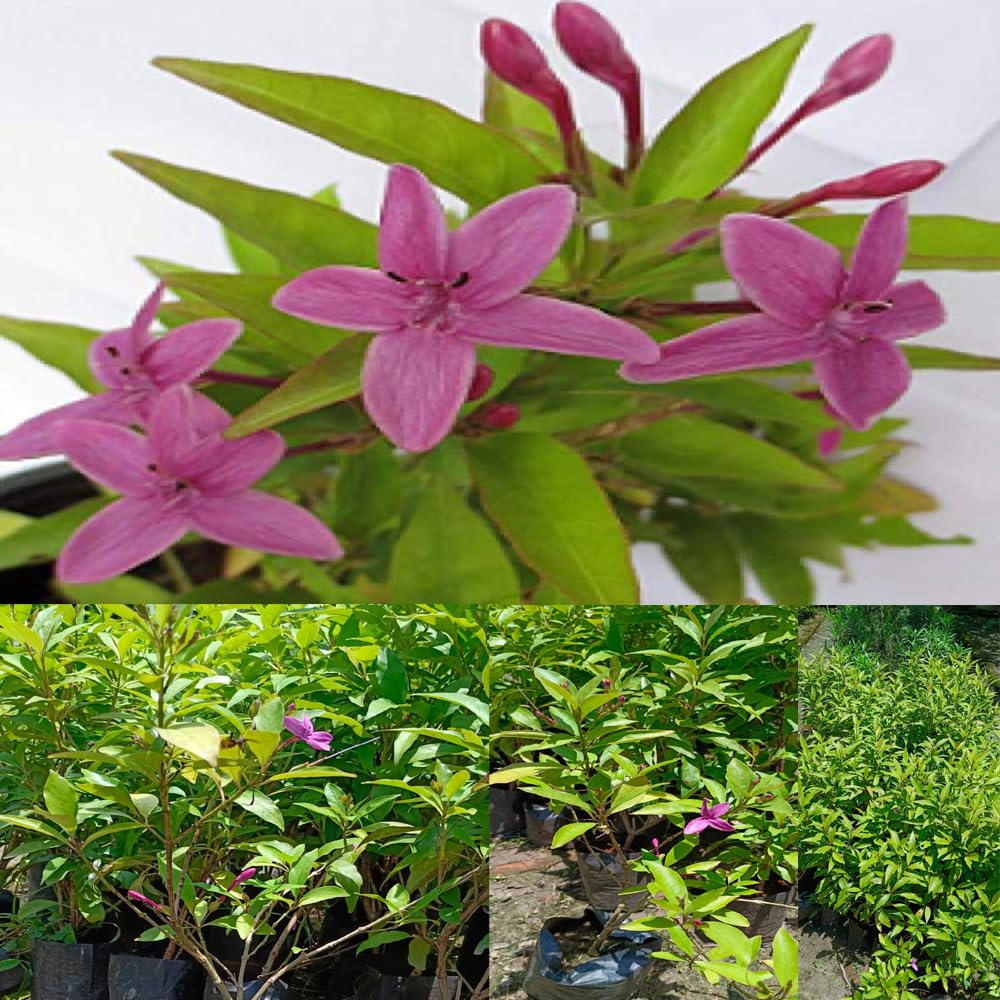 Bahan Traders Live Pink Tagar Flower Plant 1 Healthy Matured All Season Flower Tree for Home Garden