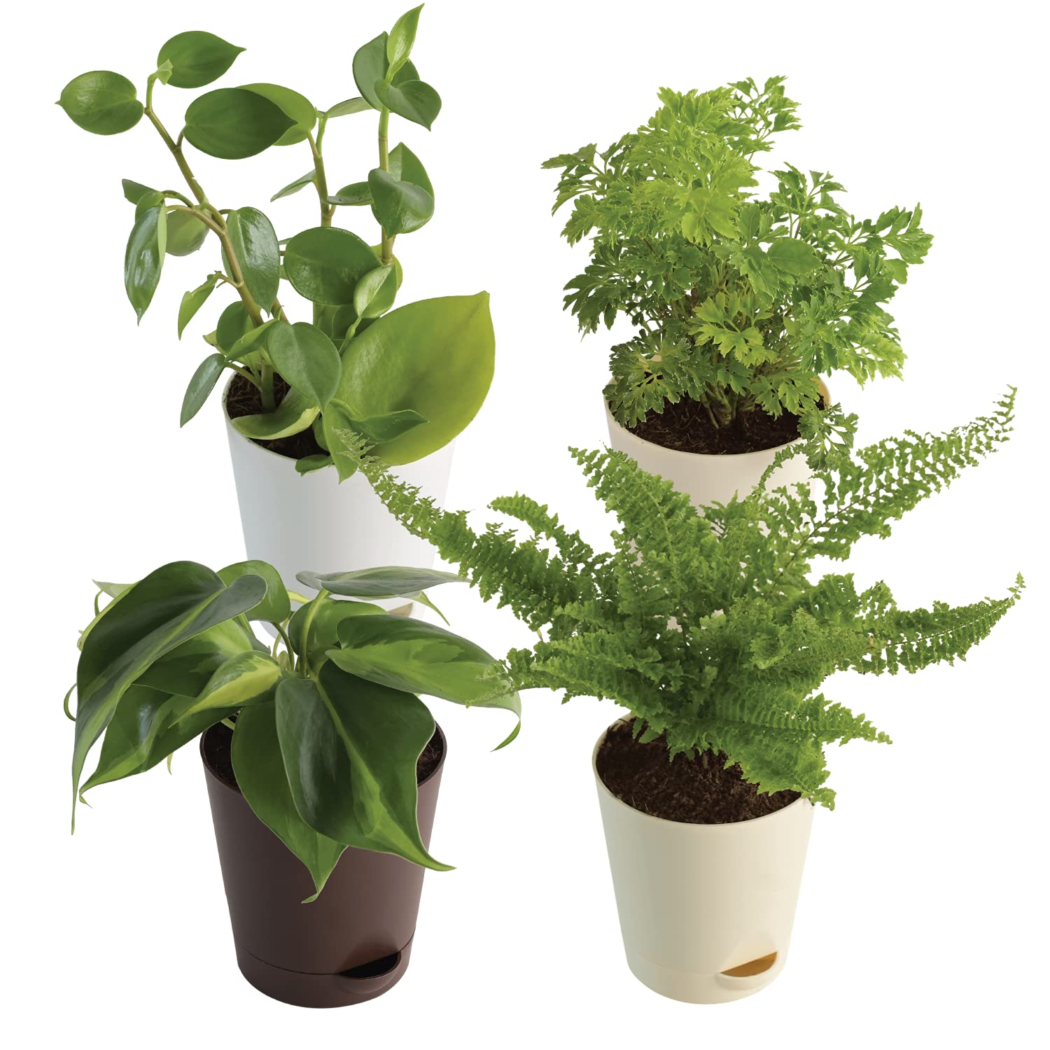 Ugaoo Live Plants for Home with Pots - Aralia Golden, Fern Morpankhi, Peperomia Green Creeper, Philodendron Oxycardium Variegated