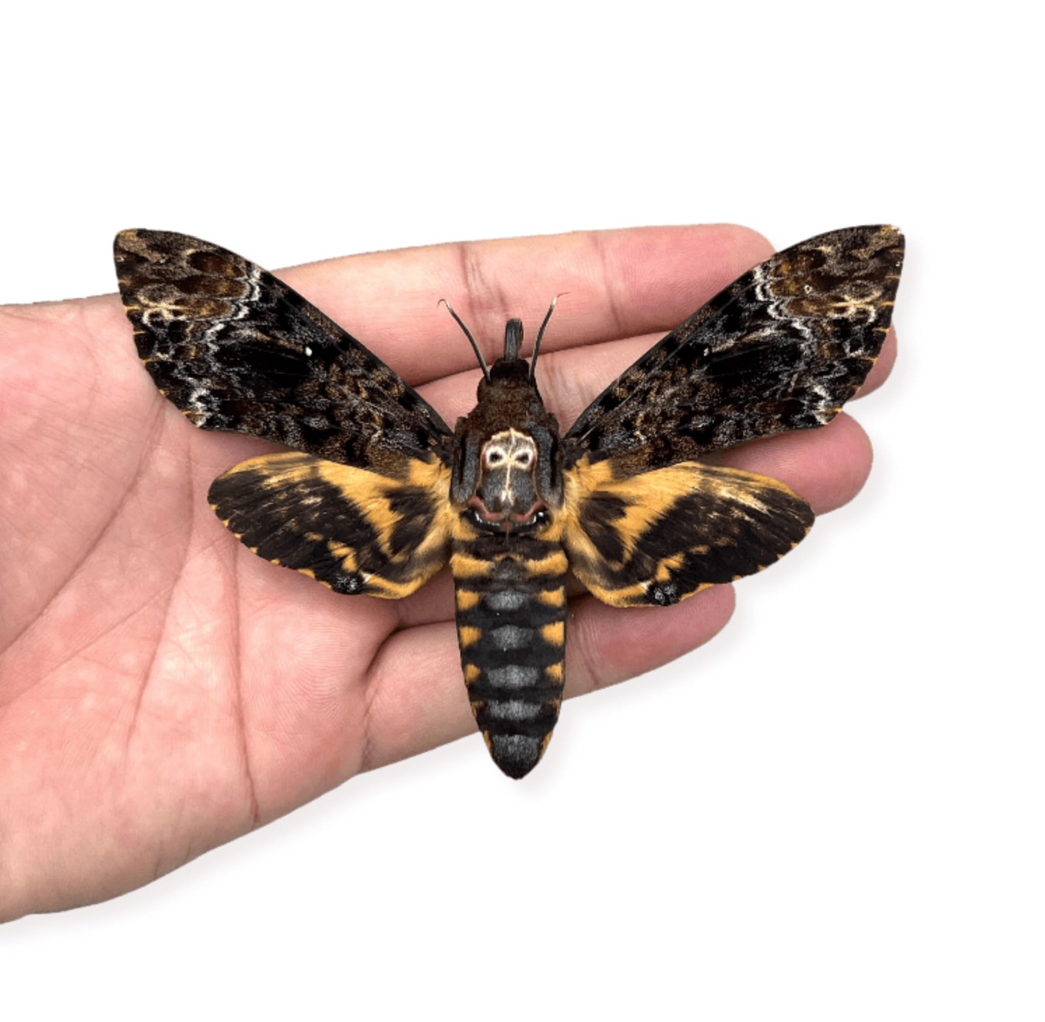 vinatimes Real Death Head Moth Acherontia Hawkmoth Mounted Skull Moth Entomology Dried Insect Butterfly Taxidermy Oddity Artwork 1MCU