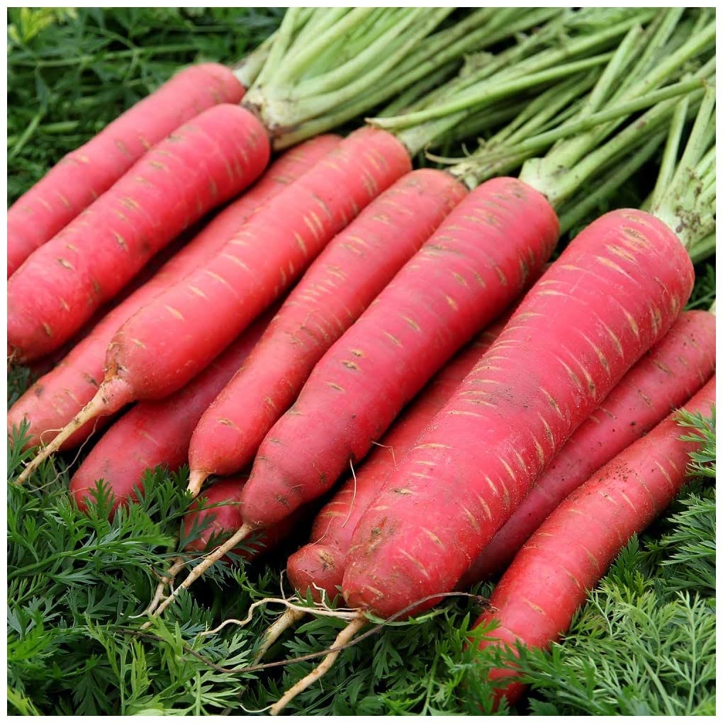 PREMIER SEEDS DIRECT - Red Sun F1 carrot seeds, approx 440 seeds