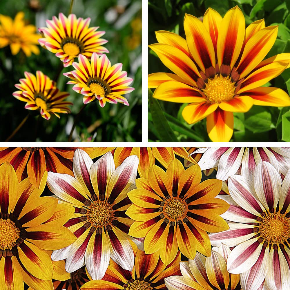 Gazania Plants Garden Ready ‘Tiger Stripes Mixed’ Bedding Plants for Hanging Baskets & Pots, Easy to Grow Your Own Garden Outdoor Flowers, 1x Pack of 30 Garden Ready Plants by Thompson & Morgan