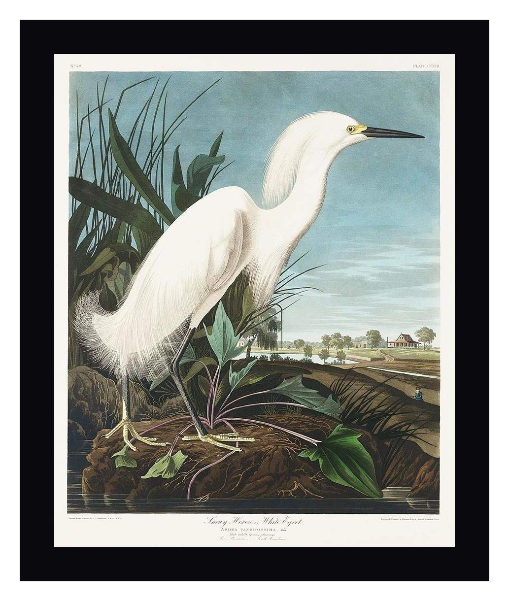 Snowy Heron, or White Egret by John James Audubon - 25" x 30" Framed Canvas Art Print - Black Frame - Ready to Hang