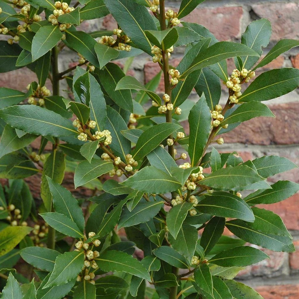 Bay Laurel Seeds (Laurus nobilis) Packet of 2 Seeds