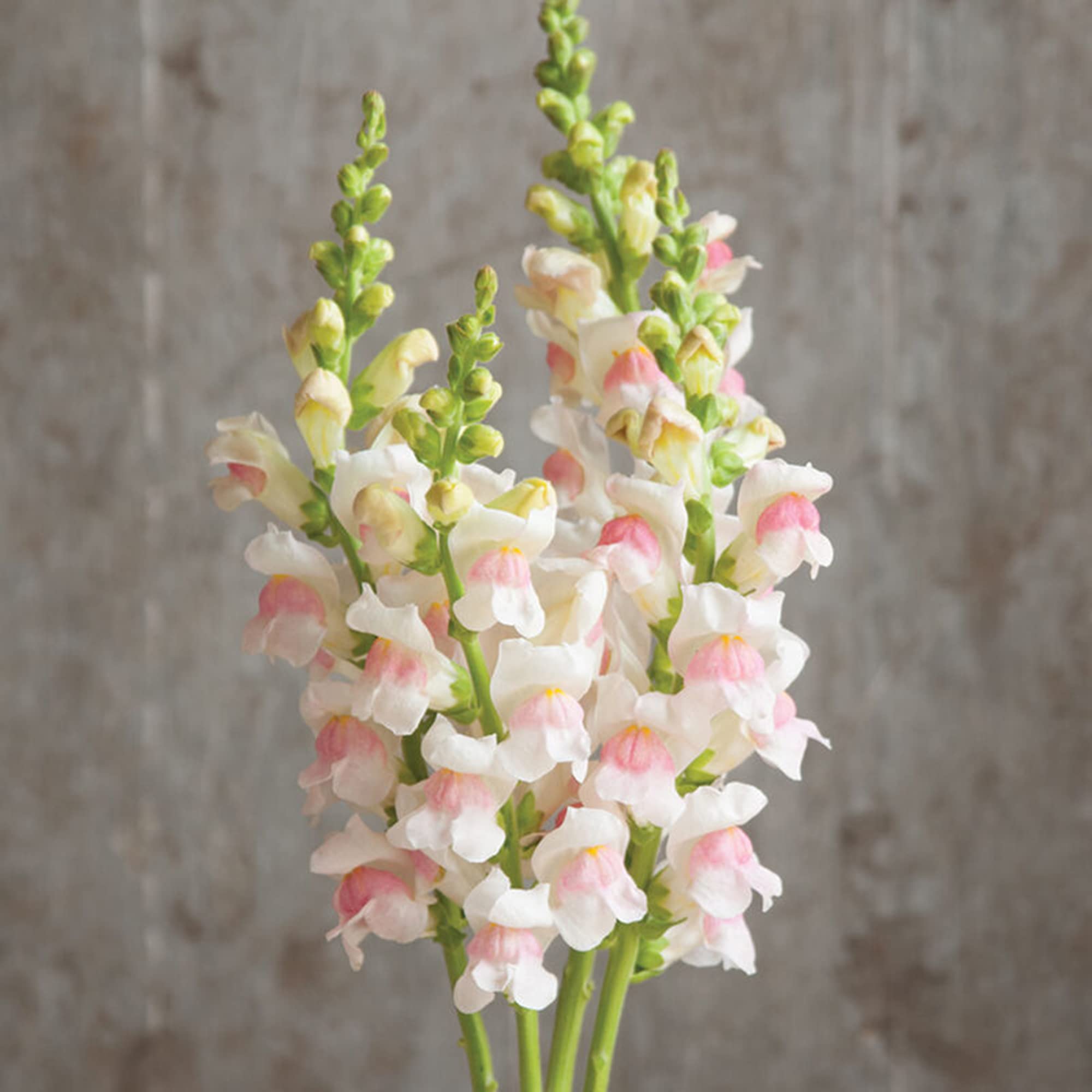 QAUZUY GARDEN 200 Light Pink Snapdragon / Dragon Flowers/Dog Flower/Antirrhinum Seeds Striking Eye-Catching Floral Display Perennial Flower Attract Pollinators