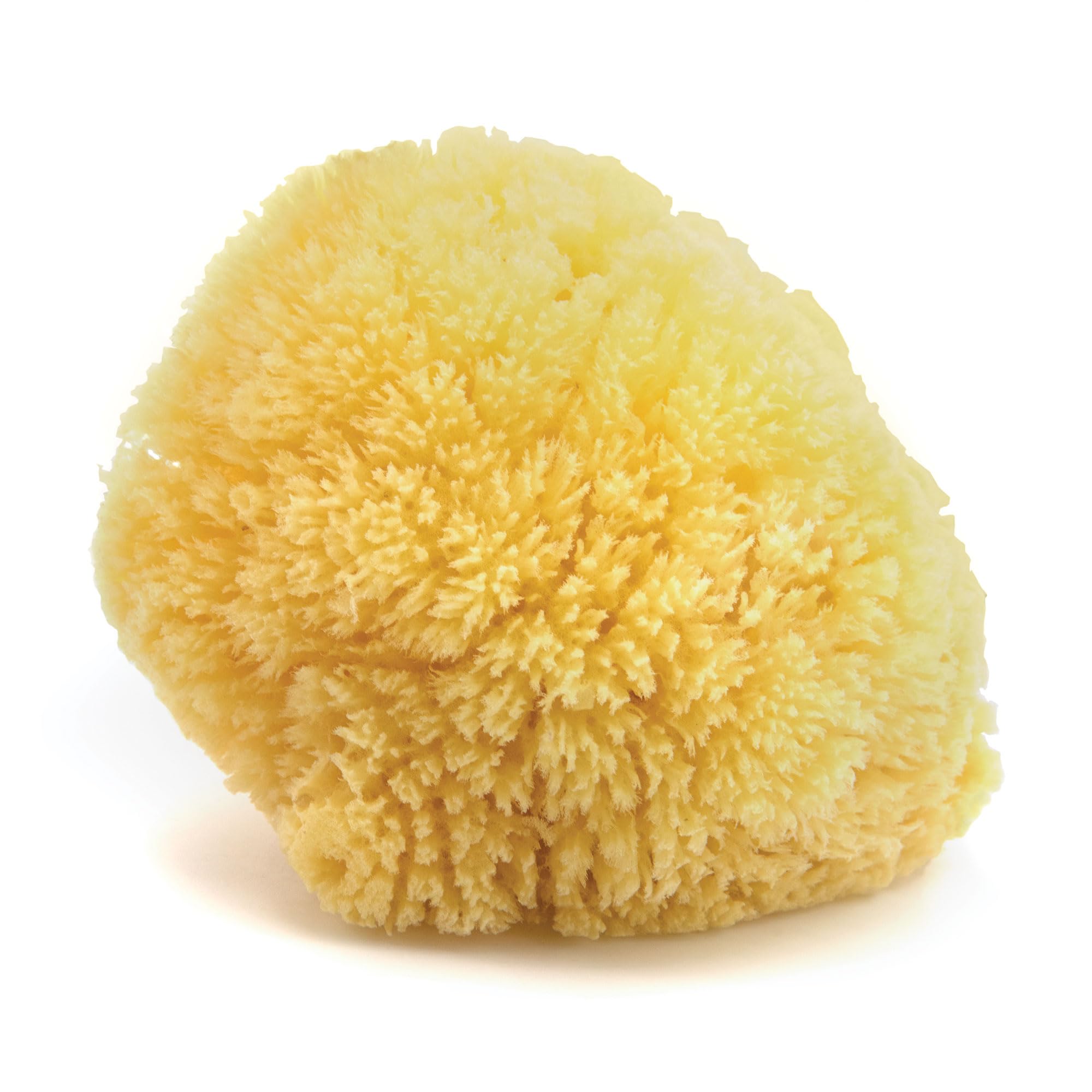 NeptuneNatural Caribbean Sea Sponge - All Natural Renewable Sea Sponge (6 inch)