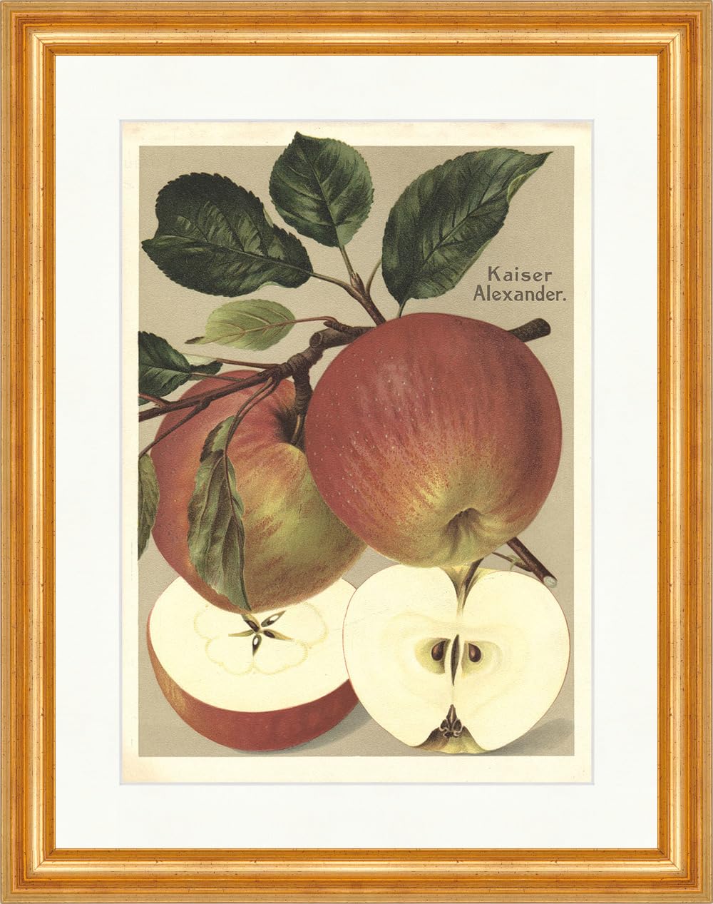 Biller Antik Emperor Alexander Apple Aporta Nalivia Pomology Faks_Fruit Varieties 02 Framed