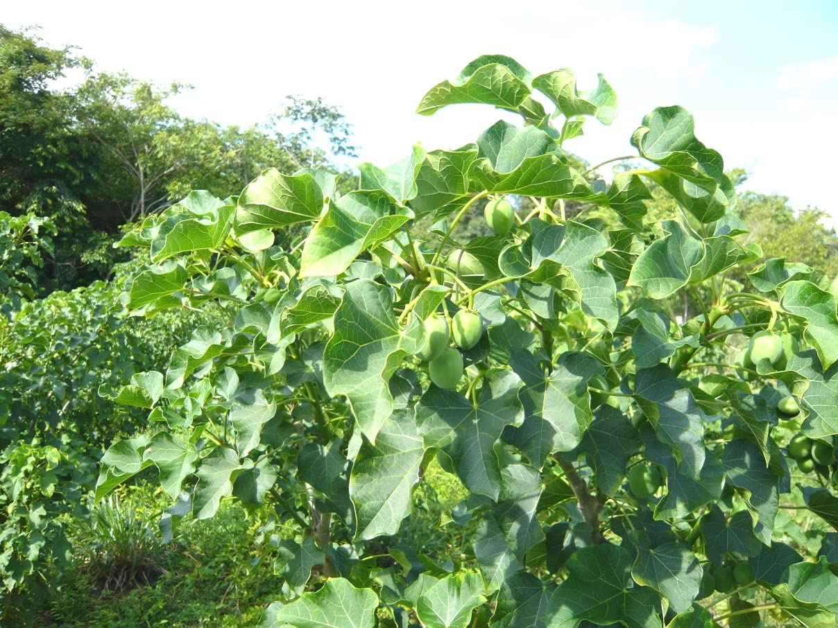 Plantzoin Physic nut Jamal ghota Jatropha curcas Baigaba(White) Live Plant