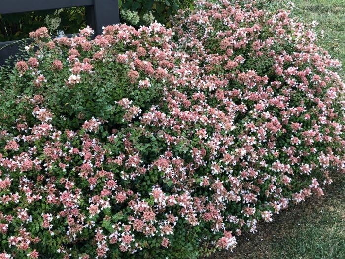 Abelia Rose Creek | 2 Extra Large 3 Gallon Plants | Fragrant & Flourishing Shrub, Compact, Ornamental Plant Ideal for Hedges, Borders & Landscape Accents, Low-Maintenance & Drought-Resistant