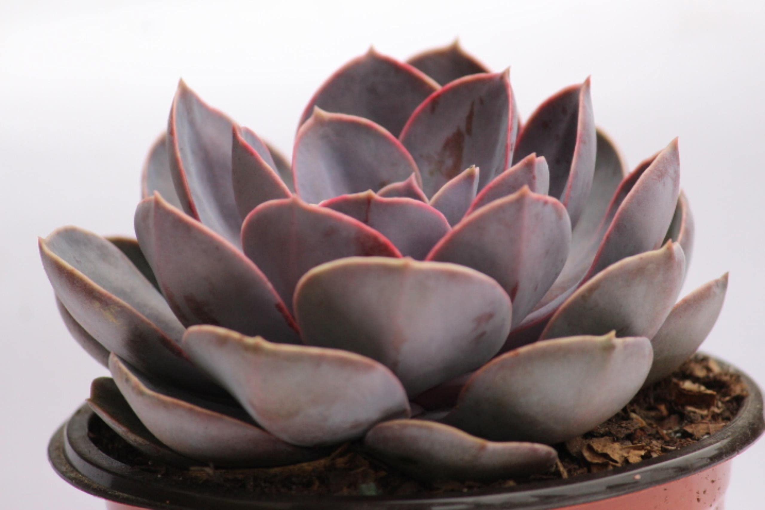 Rudyn Gladioli Farm ,Echeveria perle von Nurnberg