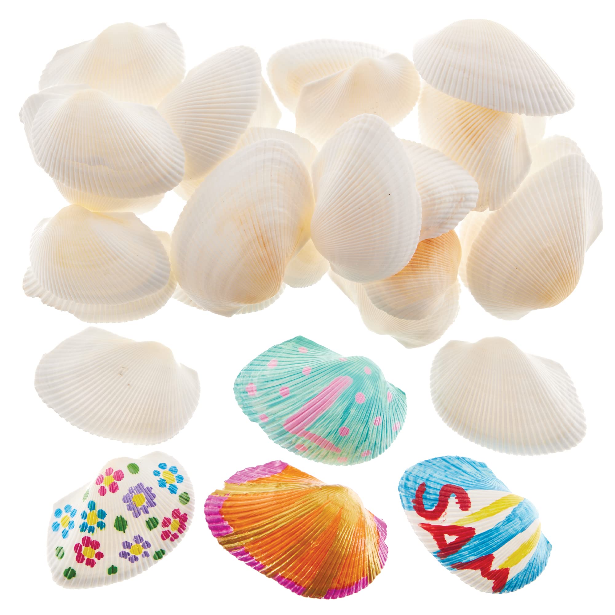 Baker RossFX741 Natural Seaside Beach Scalloped Shells for Painting, Arts & Crafts, & Home DIY Decoration, 60mm, White, Pack of 30, Pieces