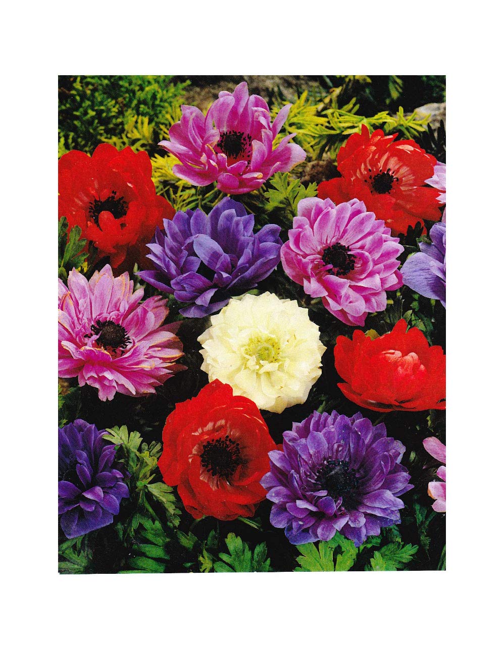 Garthwaite Nurseries® : - UK Stockist : - 30 Anemone St Brigid Bulbs Double Mixed Colours (Coronaria) Ideal for Rockeries, Borders & Tubs Spring & Summer Garden Perennial.