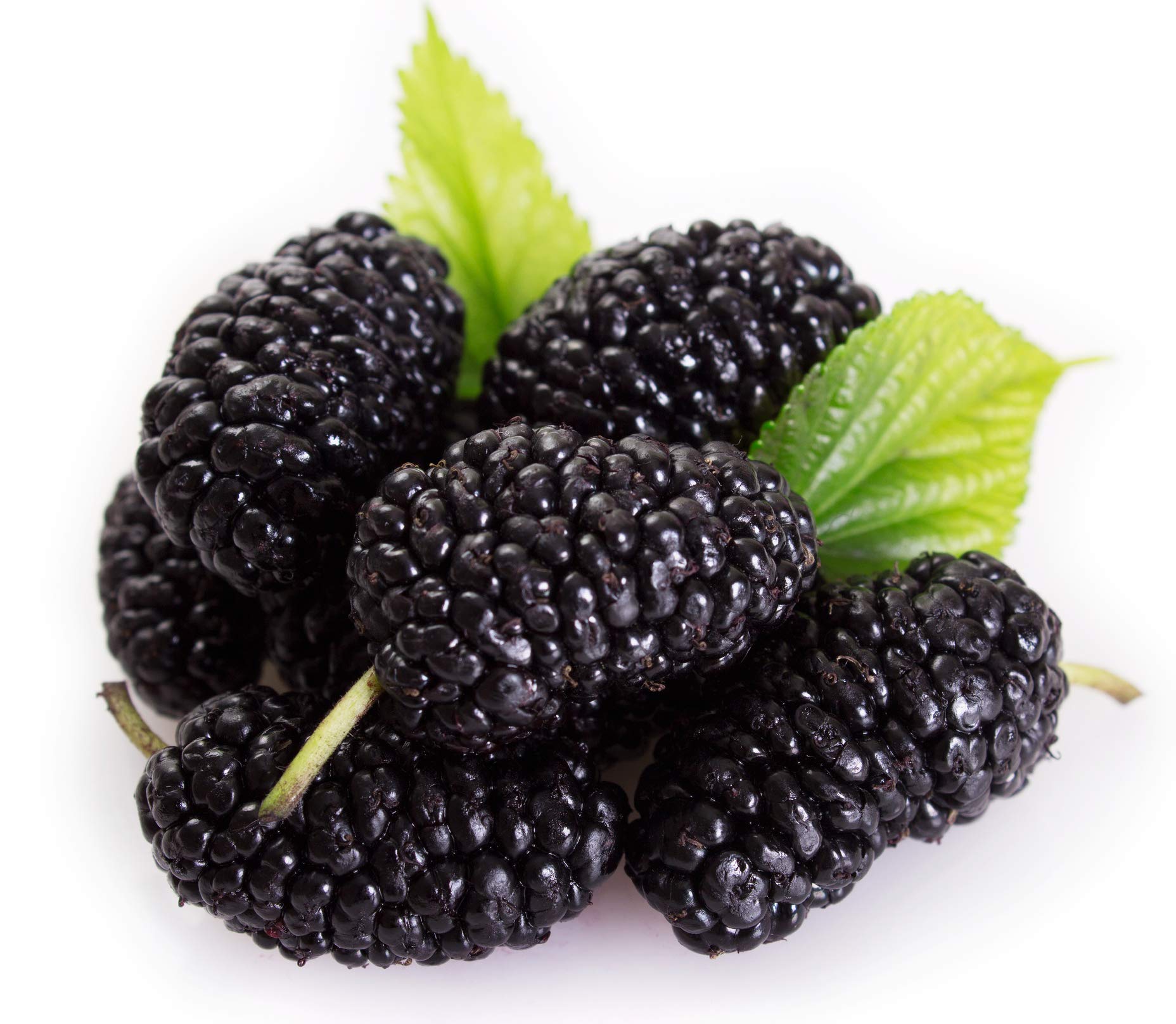 Fresh Mulberry, 125 g