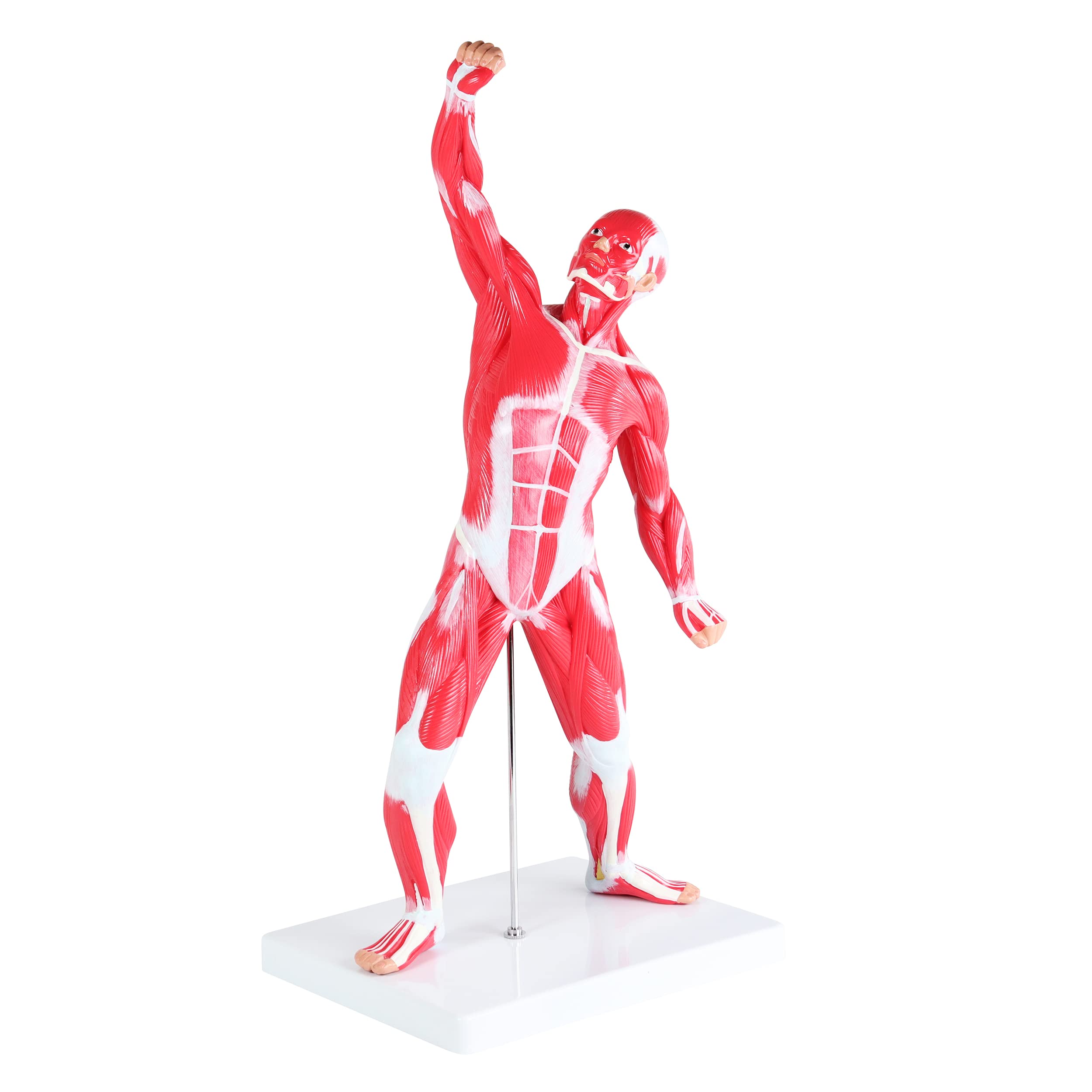 MonMed Human Muscle Model – 20in Mini Human Muscle Figure Human Anatomy ...