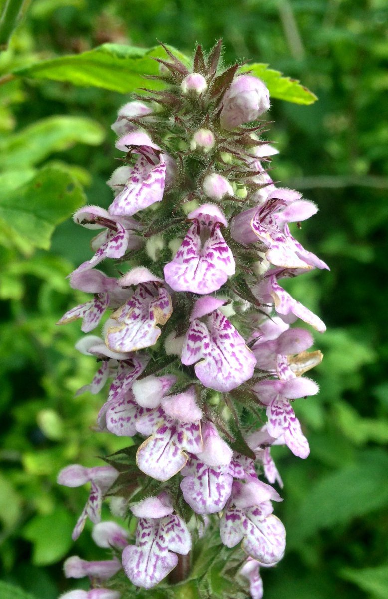 PondPlantsUK Stachys palustris (Marsh Woundwort)-None-1 LTR