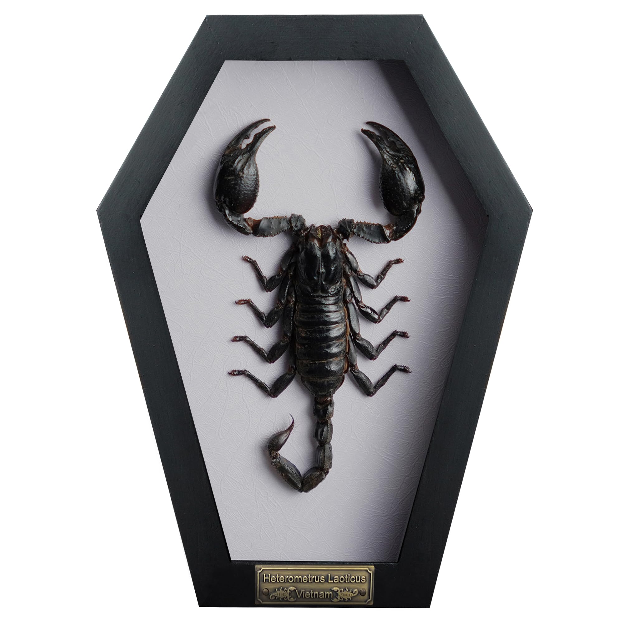 Real Large Scorpion Beetle Coffin White Frame Spooky Gifts Dried Specimen Gothic Decor Taxidermy Entomology Curiosities Crystal Shelf Shadow Box Display Oddity Display Table Wall Home Decor CF18-51-TR