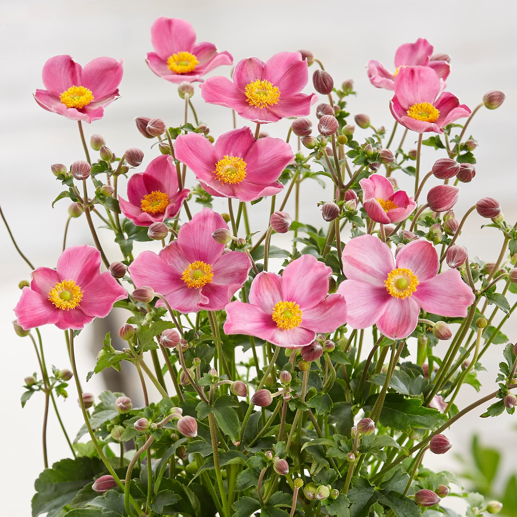 Anemone Plant - Fantasy Jasmine | Deciduous Flowering Outdoor Garden Perennial (30-40cm Incl. Pot)