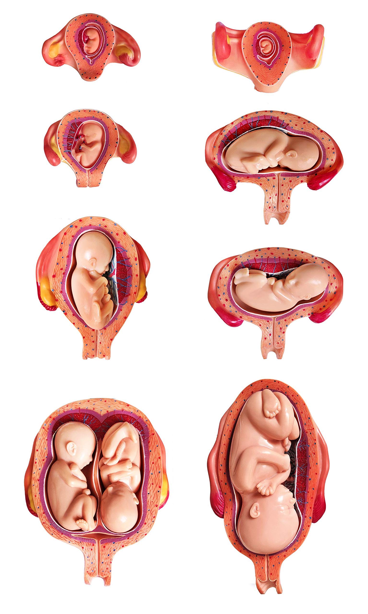 Wellden Medical Anatomical Fetus Development Model 8 Series